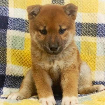 柴犬(標準サイズ)【和歌山県・女の子・2022年6月18日・赤】の写真「おっとりとした性格の可愛い仔です。」