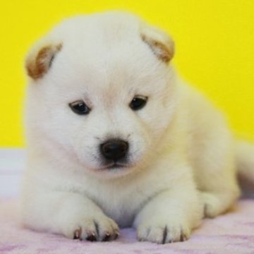 柴犬(標準サイズ)【和歌山県・女の子・2024年8月10日・白】の写真「ブランド血統のタヌキ顔の活発な綺麗な仔です。」