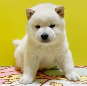 柴犬(標準サイズ)【和歌山県・男の子・2022年12月6日・白】の写真「まん丸タヌキ顔の愛くるしい仔」