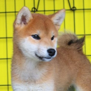 柴犬(標準サイズ)【和歌山県・男の子・2023年7月12日・赤】の写真「タヌキ顔の綺麗な顔たちのショータイプの活発な男の仔」