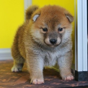 柴犬(豆柴)【和歌山県・男の子・2023年4月14日・赤】の写真「KCプレミアム血統書の優しい目をした癒し系男の仔」