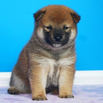 柴犬(豆柴)【和歌山県・男の子・2024年5月10日・赤】の写真「まん丸タヌキ顔の渋い男の仔らしい仔」