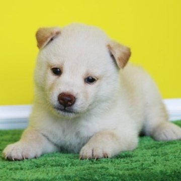 柴犬(豆柴)【和歌山県・男の子・2024年6月9日・白】の写真「まん丸タヌキ顔の渋い顔のおっとり系男の仔」