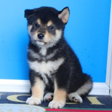 柴犬(標準サイズ)【和歌山県・男の子・2023年7月3日・黒】の写真「綺麗な毛柄の小振りの男の仔です。」