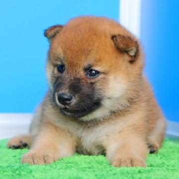 柴犬(豆柴)【和歌山県・女の子・2022年7月14日・赤】の写真「両親犬ともKCのプレミアム血統書です。」