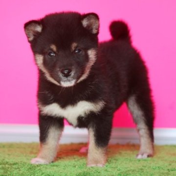 柴犬(豆柴)【和歌山県・女の子・2024年1月4日・黒】の写真「女の仔らしい綺麗な顔の性格の優しい仔」