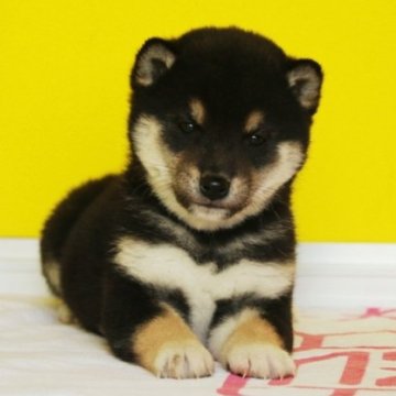 柴犬(標準サイズ)【和歌山県・男の子・2023年12月12日・黒】の写真「プレミアム血統・毛の配色抜群・タヌキ顔のショー用」