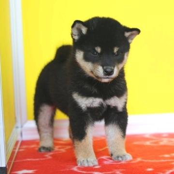 柴犬(豆柴)【和歌山県・女の子・2022年8月15日・黒】の写真「ショー用（展覧会）黒柴としての配色もバツグン」