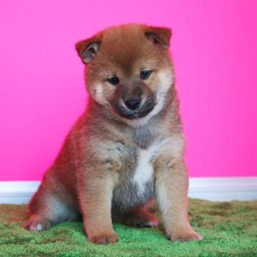 柴犬(豆柴)【和歌山県・女の子・2022年9月20日・赤】の写真「両親犬ともKCプレミアム血統書オチャメな女の仔」