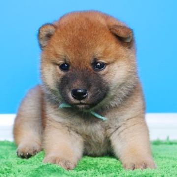 柴犬(豆柴)【和歌山県・女の子・2022年7月14日・赤】の写真「両親犬ともKCのプレミアム血統書です。」