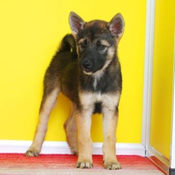 紀州犬【和歌山県・女の子・2022年7月12日・胡麻】の写真「希少！有色紀州犬」