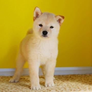 柴犬(標準サイズ)【和歌山県・女の子・2022年9月1日・白】の写真「タヌキ顔の綺麗な顔たちの女の仔」