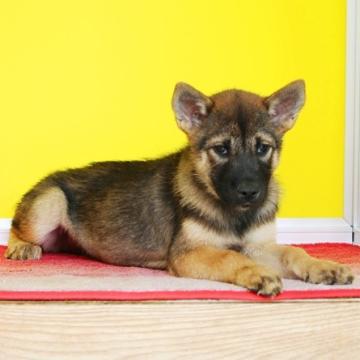 紀州犬【和歌山県・女の子・2022年7月12日・胡麻】の写真「希少！有色紀州犬」