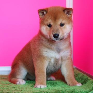 柴犬(豆柴)【和歌山県・女の子・2022年9月20日・赤】の写真「両親犬ともKCプレミアム血統書癒し系美女系の仔」