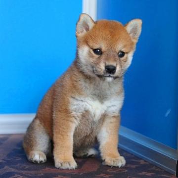 柴犬(豆柴)【和歌山県・女の子・2022年8月10日・赤】の写真「KCプレミアム血統書の人なっこい性格に良い仔」