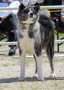 みんなの犬図鑑 全国で評判の良い秋田犬のブリーダー紹介