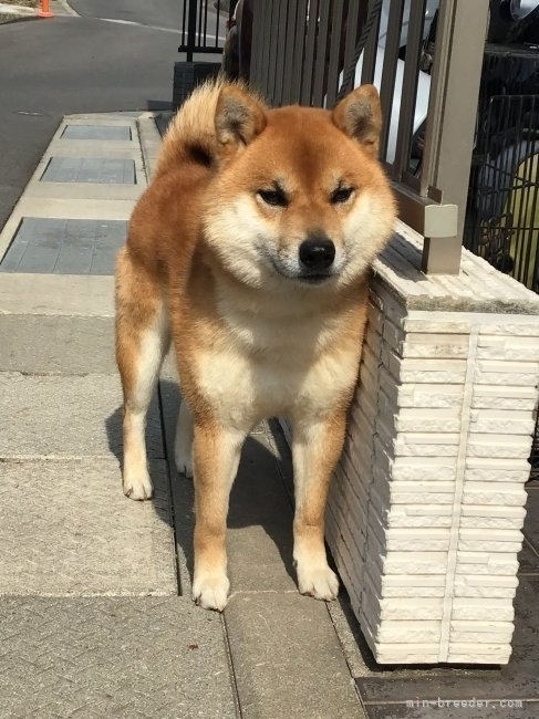 当犬舎のリーダー的な存在です｜西岡　進一(にしおか　しんいち)ブリーダー(岡山県・柴犬・日本犬保存会登録)の紹介写真1