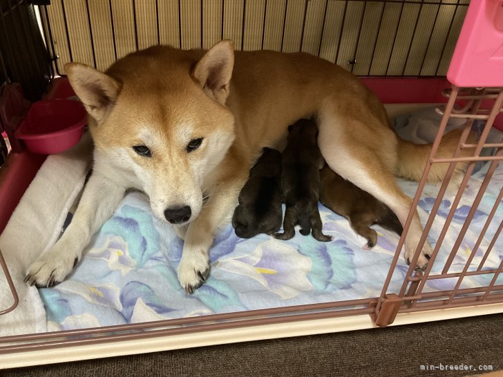 西岡進一ブリーダーのブログ：2024年7月12日に羅皇くん・莿留玖ちゃんの子犬が誕生致しました