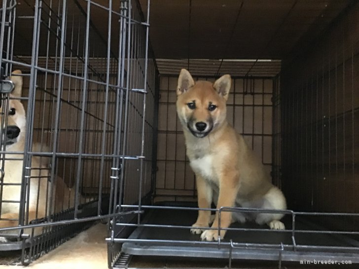 西岡進一ブリーダーのブログ：新しい家族が決まりました