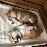 柴犬(標準サイズ)【岡山県・男の子・2025年2月5日・赤】の写真9「手前の子です」