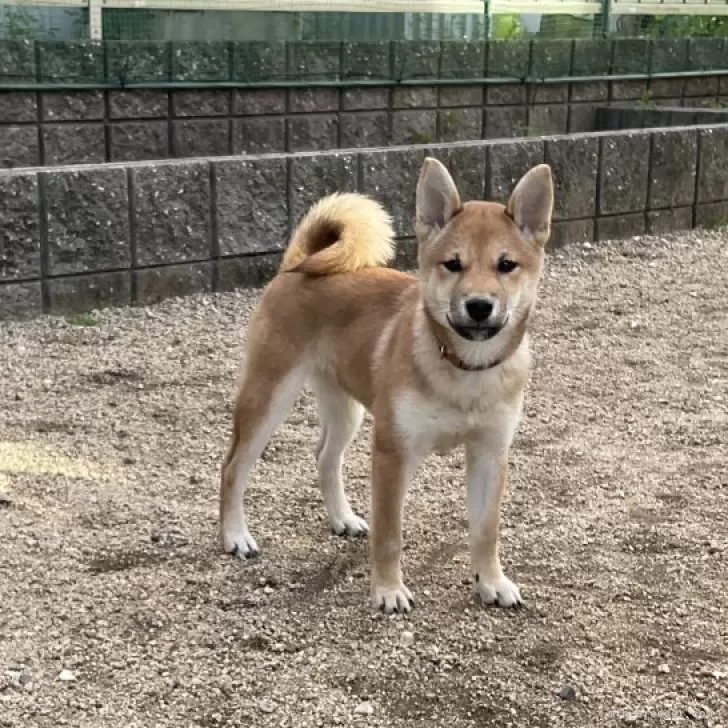 A.K 様のお迎えした子犬