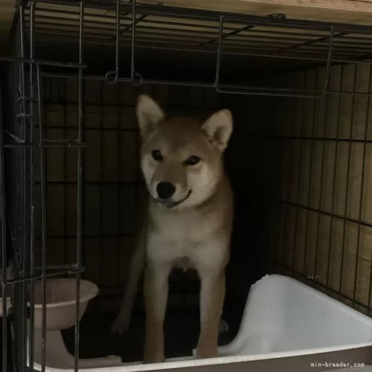 アロハ 様のお迎えした子犬