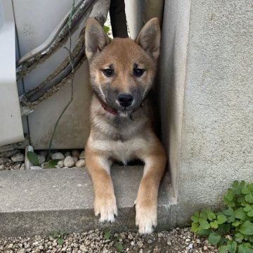 柴犬(標準サイズ)【岡山県・女の子・2024年7月12日・胡麻】の写真「マイペースでとても優しく思いやりのある女の子です」