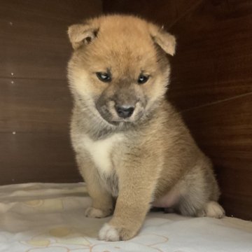 柴犬(標準サイズ)【岡山県・女の子・2024年10月11日・赤】の写真「とてもデリケートでおとなしい女の子」