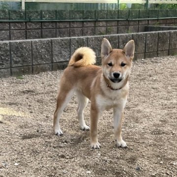 柴犬(標準サイズ)【岡山県・女の子・2024年7月12日・赤】の写真「とてもお茶目で人懐っこい赤柴の女の子です」