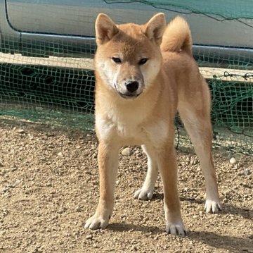 柴犬(標準サイズ)【岡山県・男の子・2024年7月29日・赤】の写真「明るく穏やかな性格の赤柴のイケメン君です」