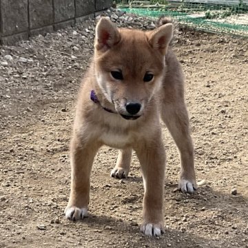 柴犬(標準サイズ)【岡山県・女の子・2024年10月11日・赤】の写真「とても好奇心旺盛な構ってちゃんです」