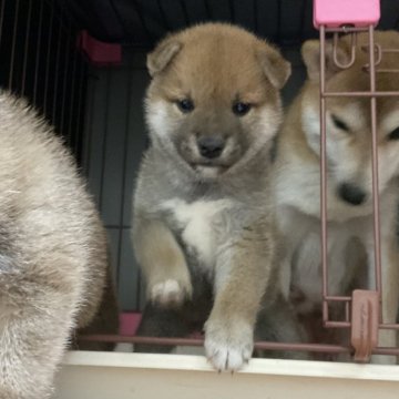 柴犬(標準サイズ)【岡山県・女の子・2024年10月11日・赤】の写真「とても好奇心旺盛な構ってちゃんです」