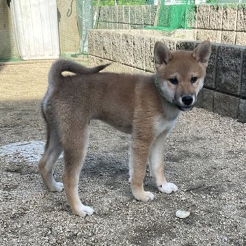 柴犬(標準サイズ)【岡山県・男の子・2024年7月29日・赤】の写真「明るく穏やかな性格の赤柴のイケメン君です」