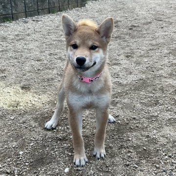 柴犬(標準サイズ)【岡山県・女の子・2024年7月29日・赤】の写真「とても明るく人懐っこい赤柴の女の子です」