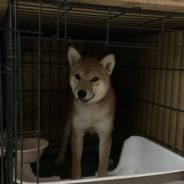 柴犬(標準サイズ)【岡山県・女の子・2024年7月29日・赤】の写真「とても明るく人懐っこい赤柴の女の子です」