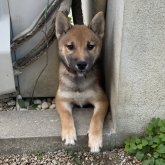 柴犬(標準サイズ)