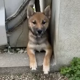 柴犬(標準サイズ)【岡山県・女の子・2024年7月12日・胡麻】の写真1