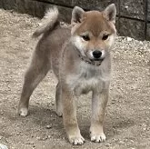 柴犬(標準サイズ)【岡山県・女の子・2024年10月11日・赤】の写真1