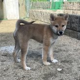 柴犬(標準サイズ)