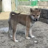 柴犬(標準サイズ)【岡山県・男の子・2024年7月29日・赤】の写真1