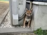 柴犬(標準サイズ)【岡山県・女の子・2024年7月12日・胡麻】の写真3