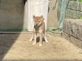 柴犬(標準サイズ)【岡山県・男の子・2024年7月29日・赤】の写真8