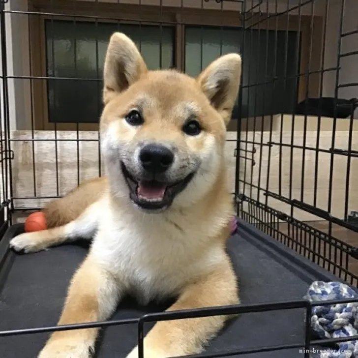 ブロンクス 様のお迎えした子犬