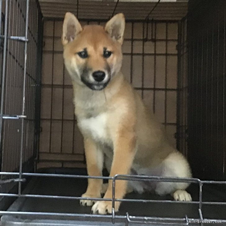 とてもおてんばで、寂しがりやの女の子です♪ | 柴犬(標準サイズ)