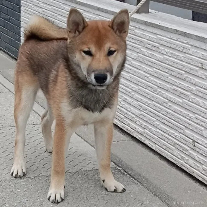 柴犬(標準サイズ)【岡山県・男の子・2023年6月6日・胡麻】の写真1「2023/010/11 撮影」