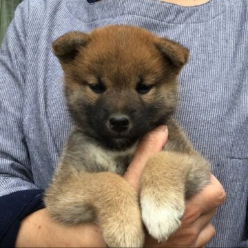 柴犬(標準サイズ)【岡山県・女の子・2023年2月3日・赤】の写真「パッチおめめの可愛い女の子です。」