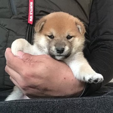 柴犬(標準サイズ)【岡山県・男の子・2023年12月7日・赤】の写真「とても大人しくお利口さんで小ぶりな長男君です♪」