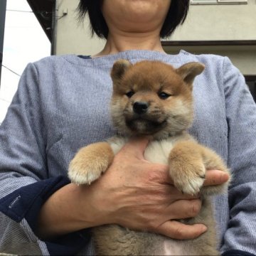 柴犬(標準サイズ)【岡山県・男の子・2023年2月3日・赤】の写真「元気もりもりの男の子です」