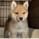 柴犬(標準サイズ)【岡山県・男の子・2024年3月7日・赤】の写真1