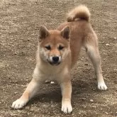 柴犬(標準サイズ)【岡山県・男の子・2023年12月7日・赤】の写真1